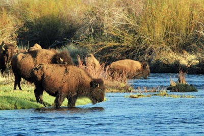 Bison cross the Laramie River.