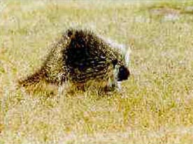 Colorado Porcupine
