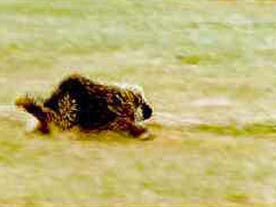 Mr. Porcupine on the move.
