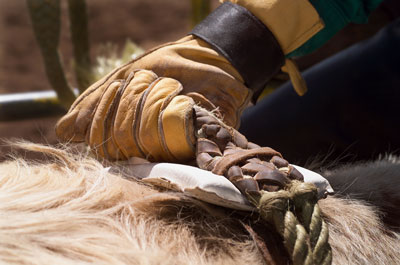 A rider preps his leather gloved hand for a bareback ride.